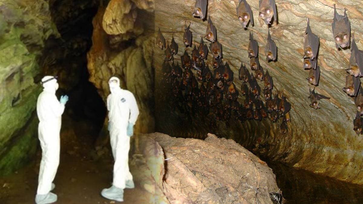 Vir�s avc�lar� y�zlerce yeni koronavir�s saptad�