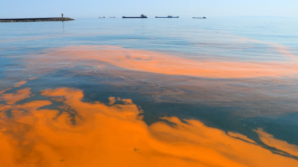 Marmara Denizi'nde plankton oalmas