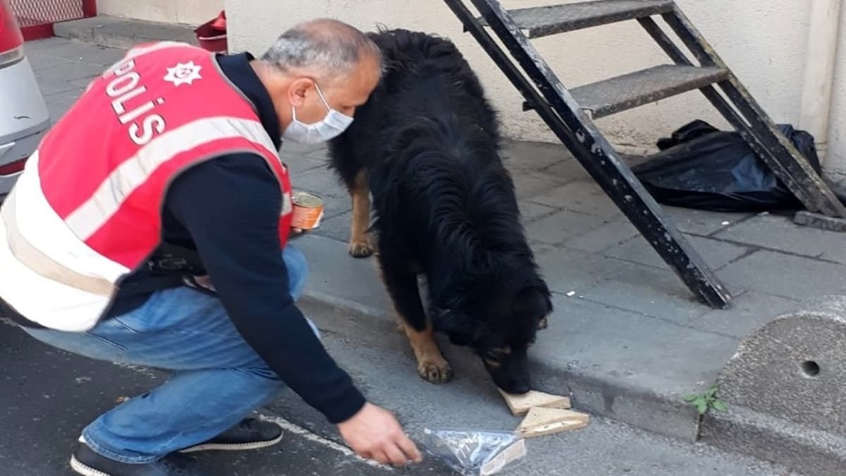 Alklanacak hareket! ftarlk kumanyasn, sokak kpeiyle paylat