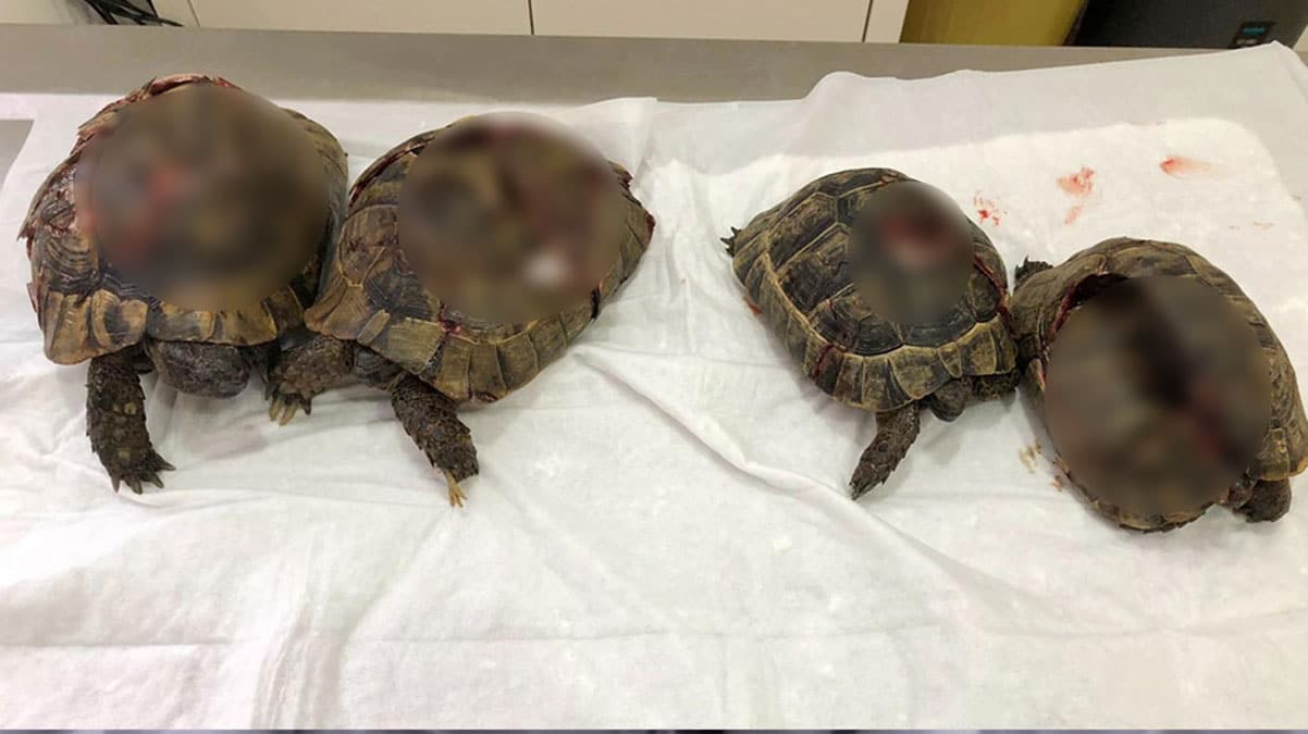 Alanya'da kaplumba�a katliam�! Yakalanan ��pheliden �ok eden ifadeler