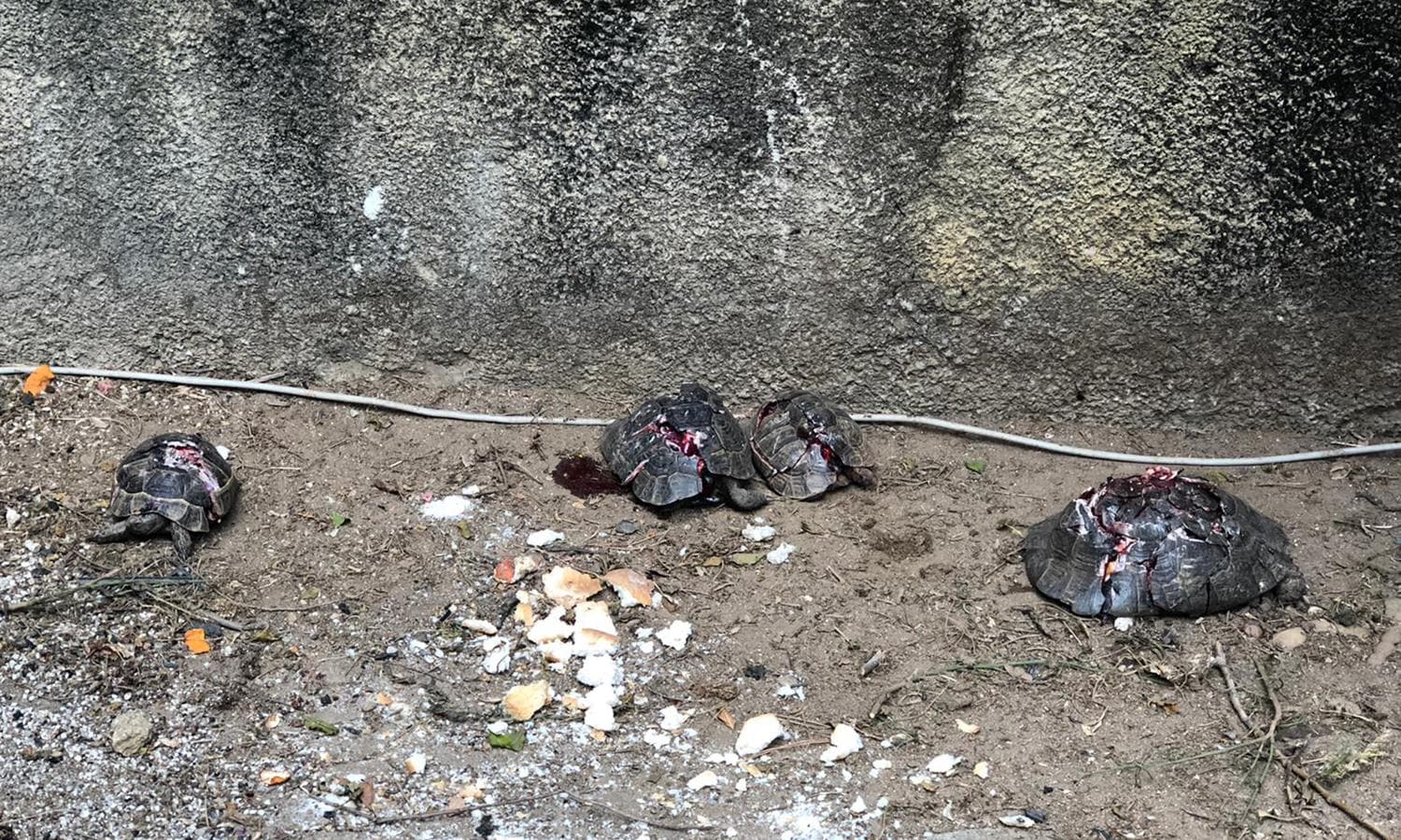 Alanya'da kaplumba�a vah�eti! Soru�turma ba�lat�ld�