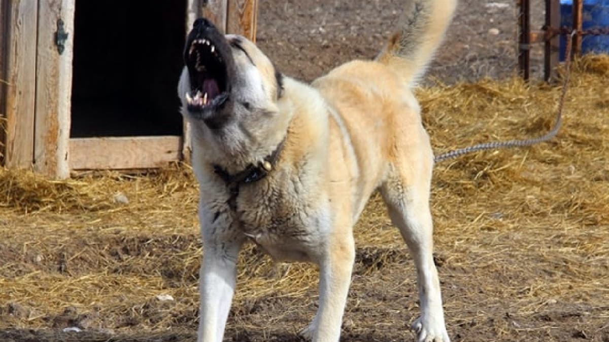 Yavru e�e�i kangal k�peklerine par�alatm��t�... O cani yakaland�