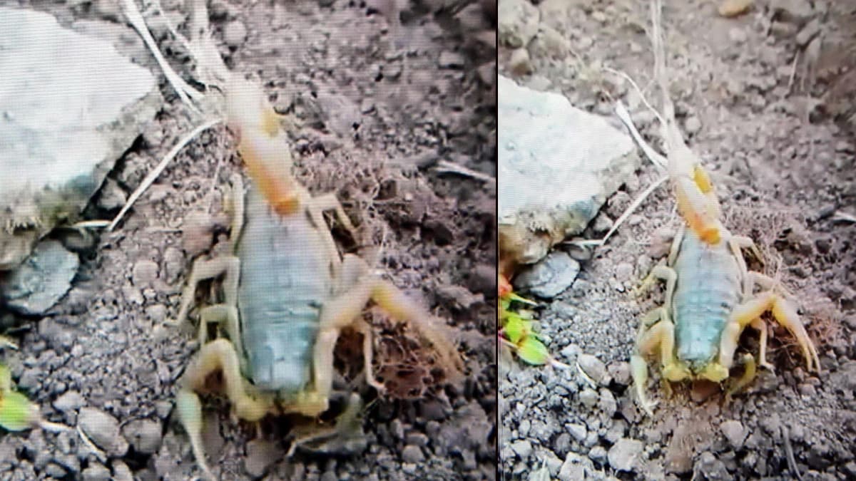 Nazilli'de zehirli 'sar� akrep' g�r�ld�