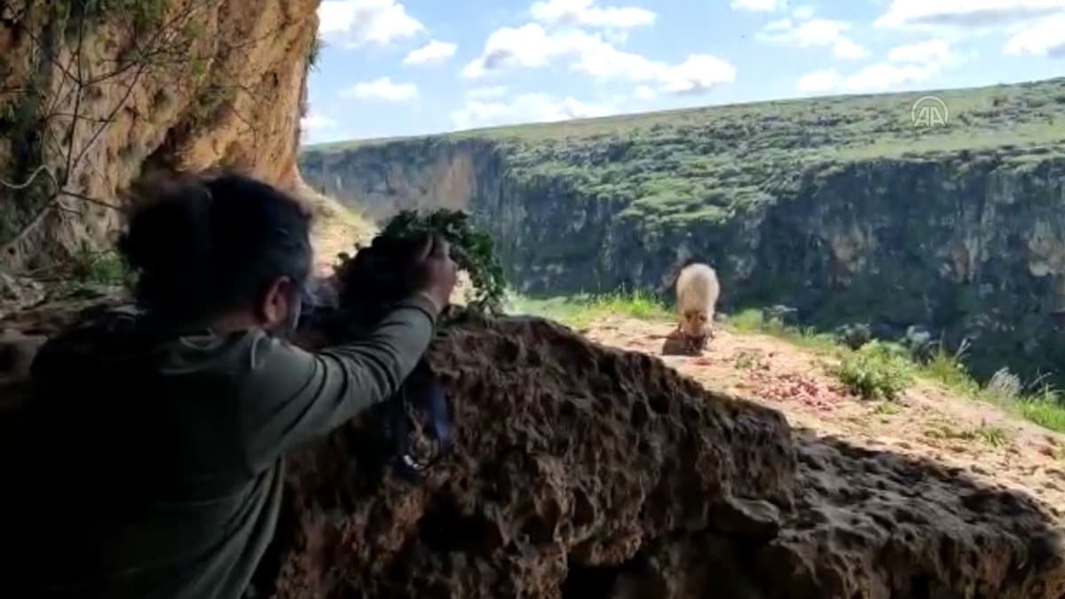 Nesli tkenme tehlikesi altndaki izgili srtlan Adyaman'da grntlendi