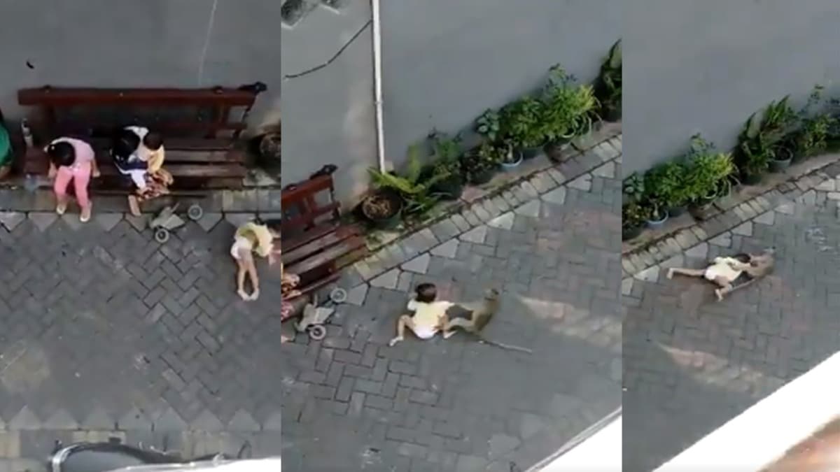 Korkun grntler! Maymun ocuu srkleyerek karmaya alt