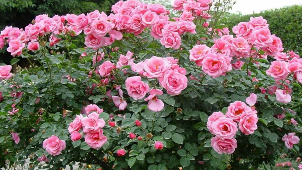 H�d�rellez'in anlam� nedir? H�d�rellez'de g�l a�ac�na b�rak�lan dilek ne zaman al�n�r?