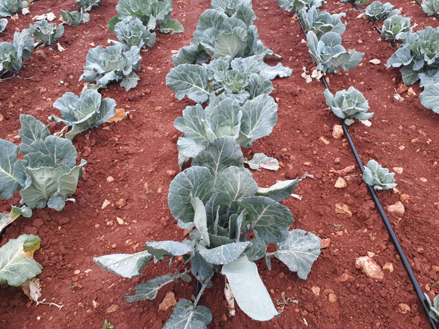 Kaybolmaya y�z tutmu� yerel tohumlar devlet korumas�nda