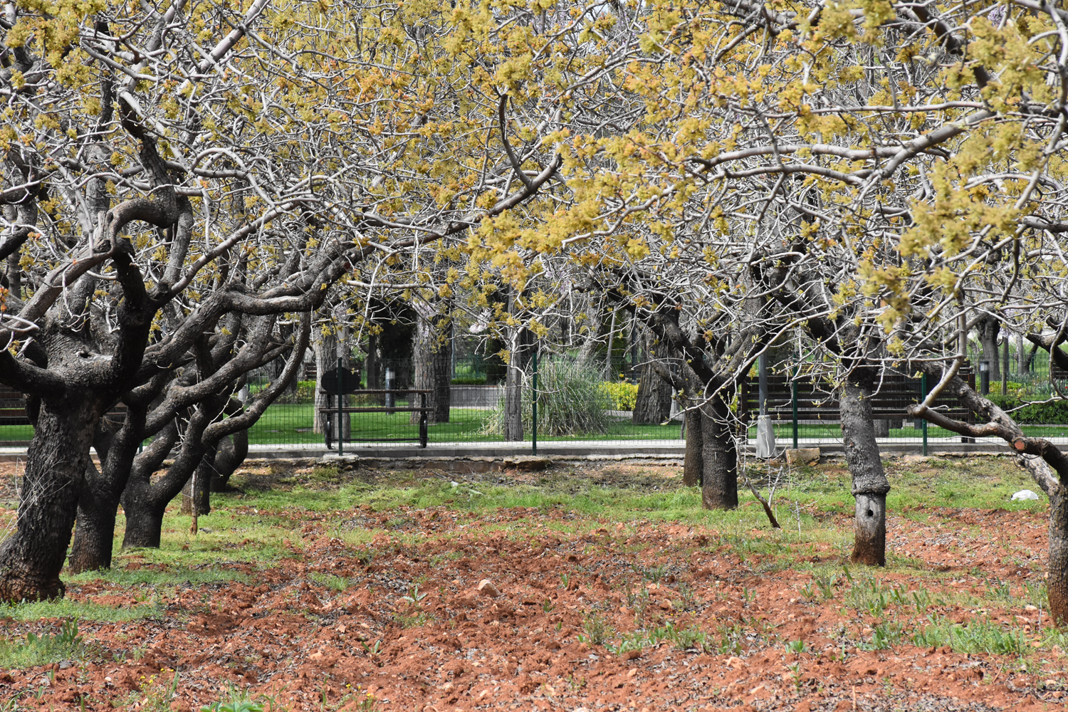 'Terminat�r b�cekler' Antep f�st���n� da koruyacak