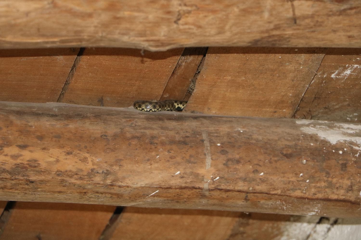 6 ki�ilik aile y�lanlar�n bast��� evi terk etmek zorunda kald�