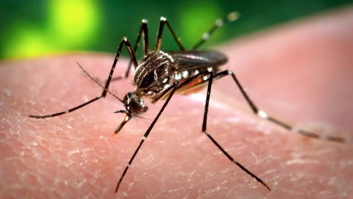 Bilim Kurulu yesi Prof. Dr. Ate Kara: Koronavirs sivrisinek araclyla bulamaz