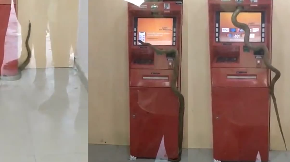 Salg�n�n ortas�nda ATM bek�isi dev kobra y�lan�