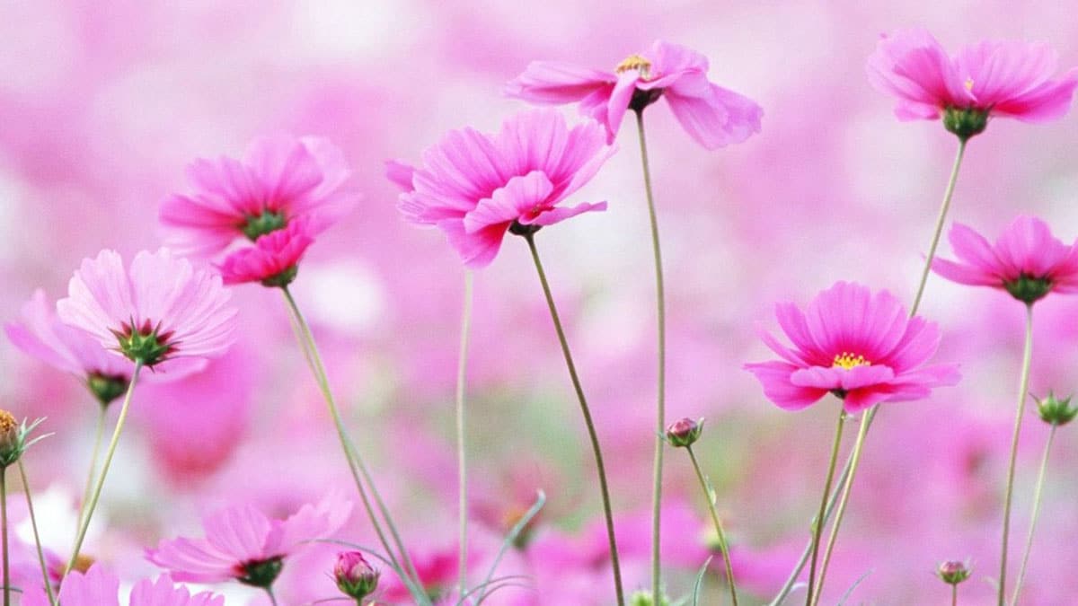 E�e anneler g�n� s�zleri! E�e s�ylenecek en g�zel anneler g�n� s�zleri ve kutlama mesajlar�