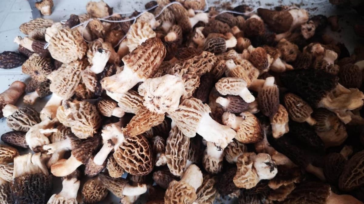 Kurutulmu kuzugbei mantar, 800 liraya satlyor