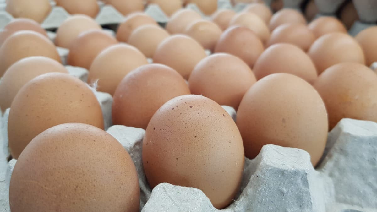Fransa'da Salmonella bakterisi alarm�! 500 binden fazla yumurtada tespit edildi