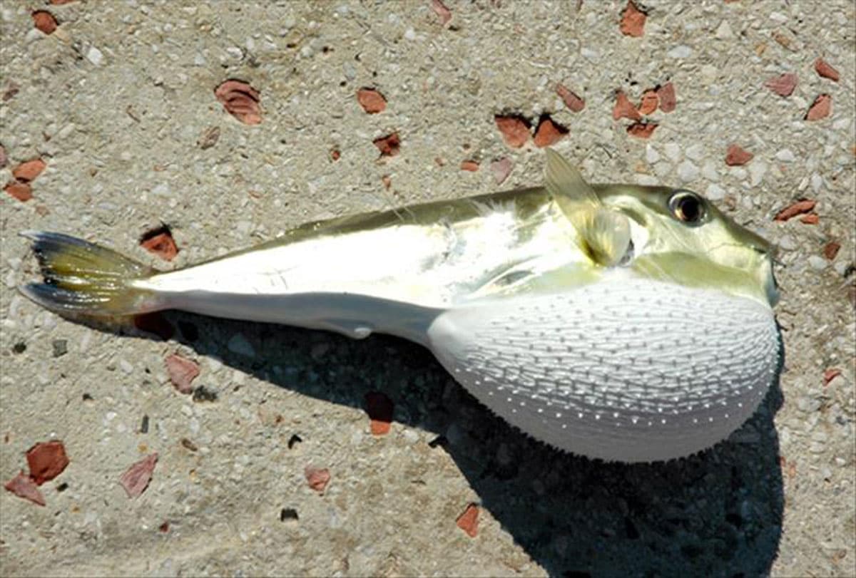 Balon bal��� yiyen 3 ki�i zehirlendi