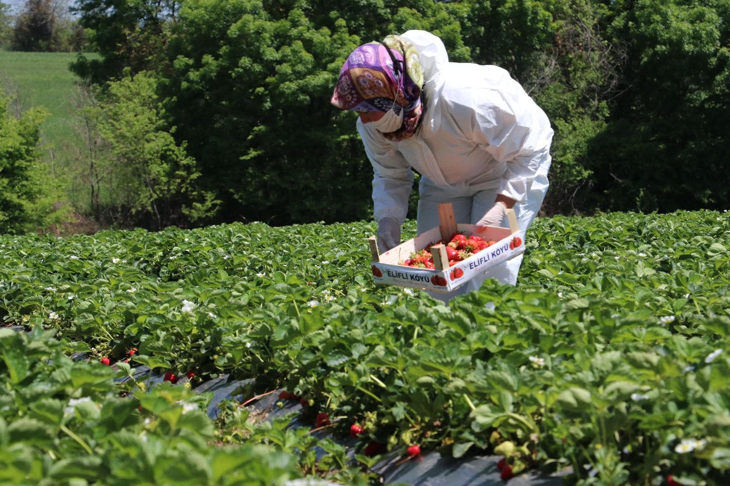 �ilek hasad�na 'koronavir�s' d�zenlemesi