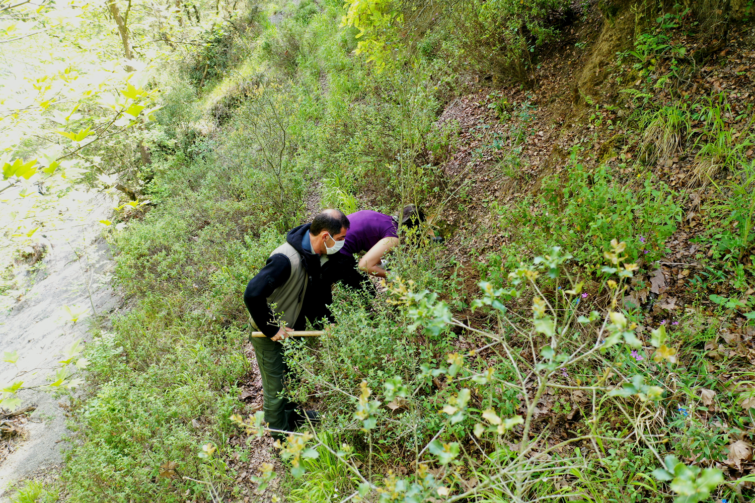 Yok olma tehlikesine giren bitkiler laboratuvarda �o�alt�l�yor