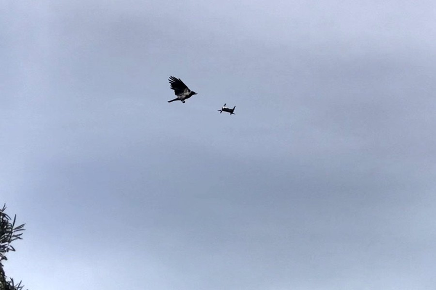 Drone'a sald�ran karga kameraya yans�d�