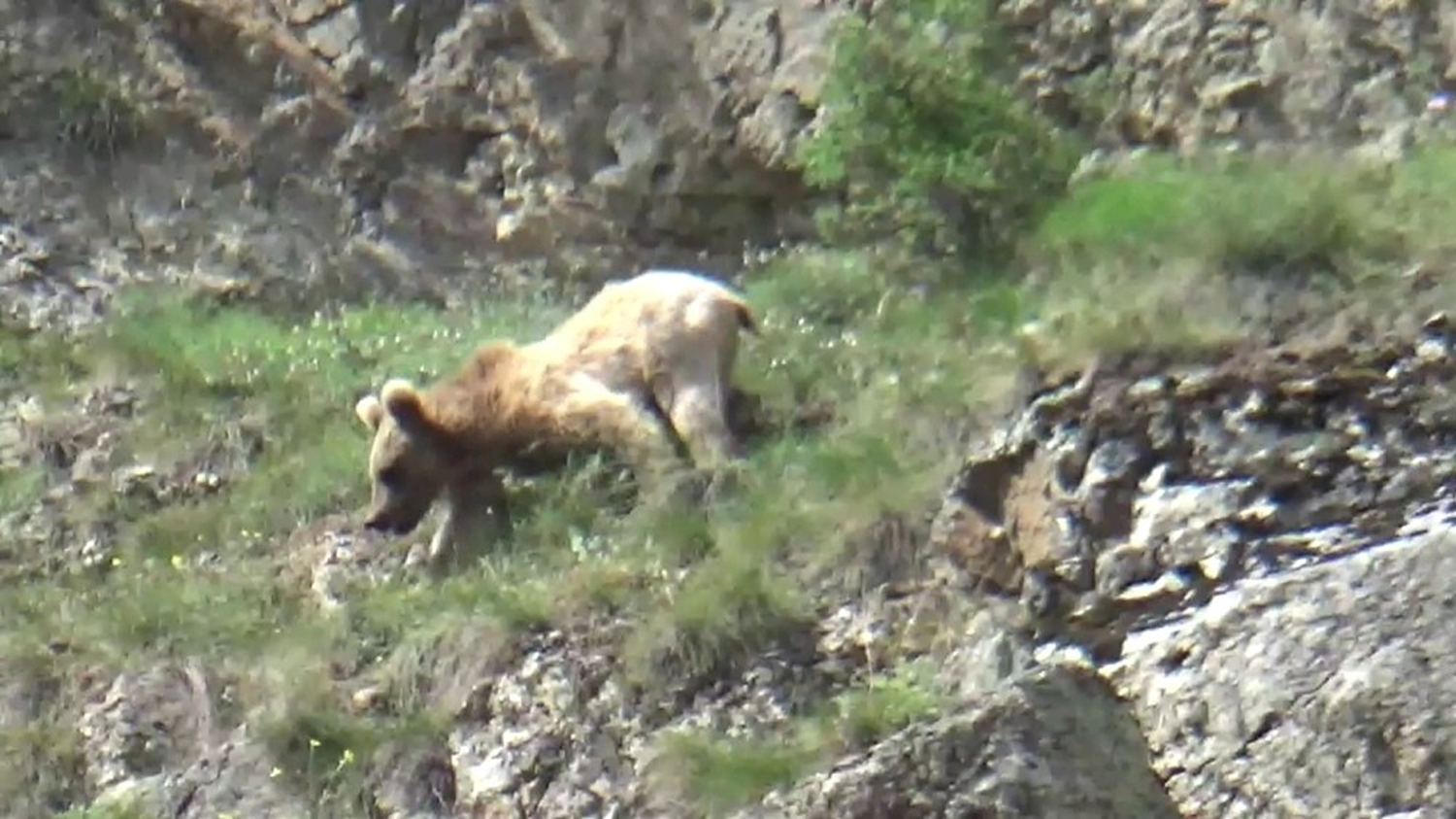 Boz ay� su i�mek i�in �oruh vadisine indi