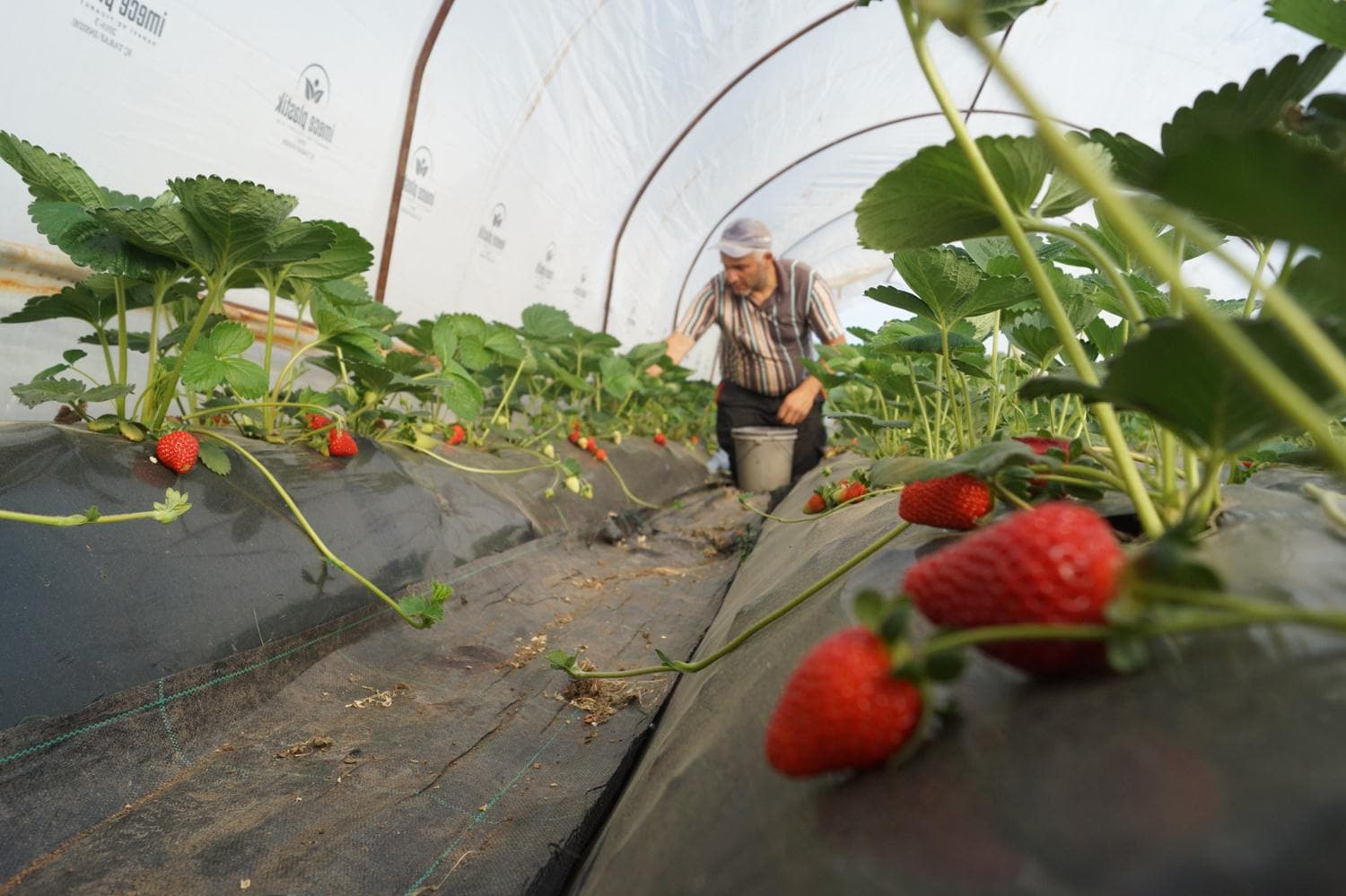 Bursal� �ift�inin y�z�n� 'k�r�m�z� elmas' g�ld�rd�