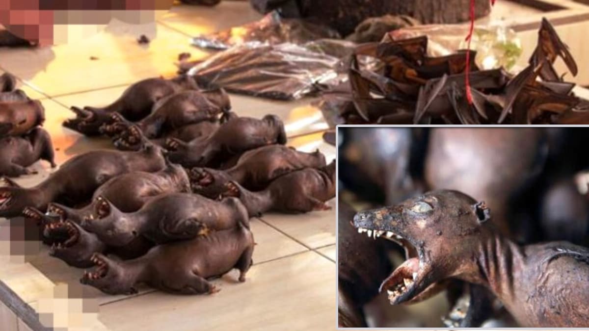 Salg�n�n 's�f�r noktas�' Vuhan'da  vah�i hayvanlar�n yenmesi yasakland�