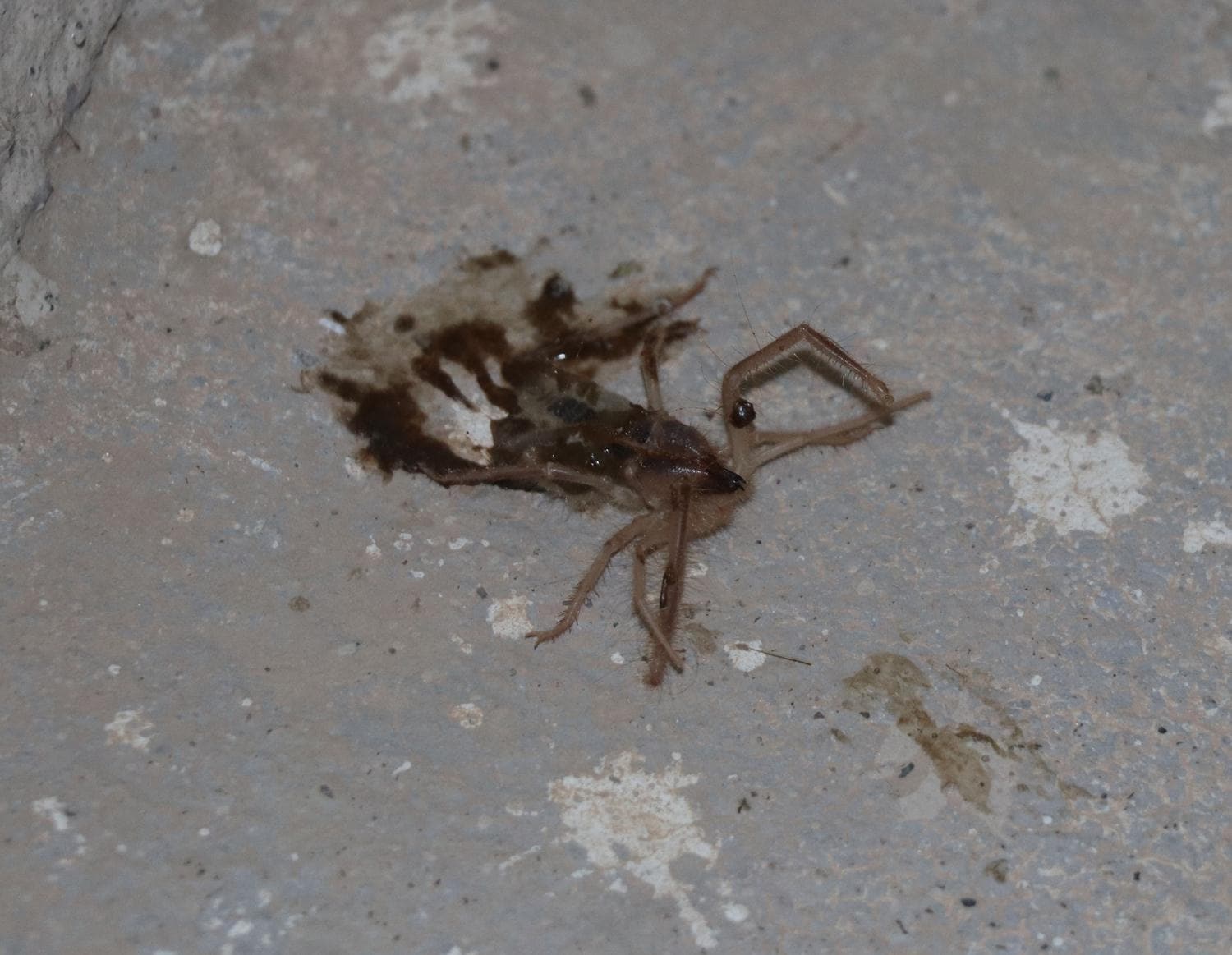 Havalar�n �s�nmas�yla ortaya ��kt�: 'Sar�k�z' pani�i