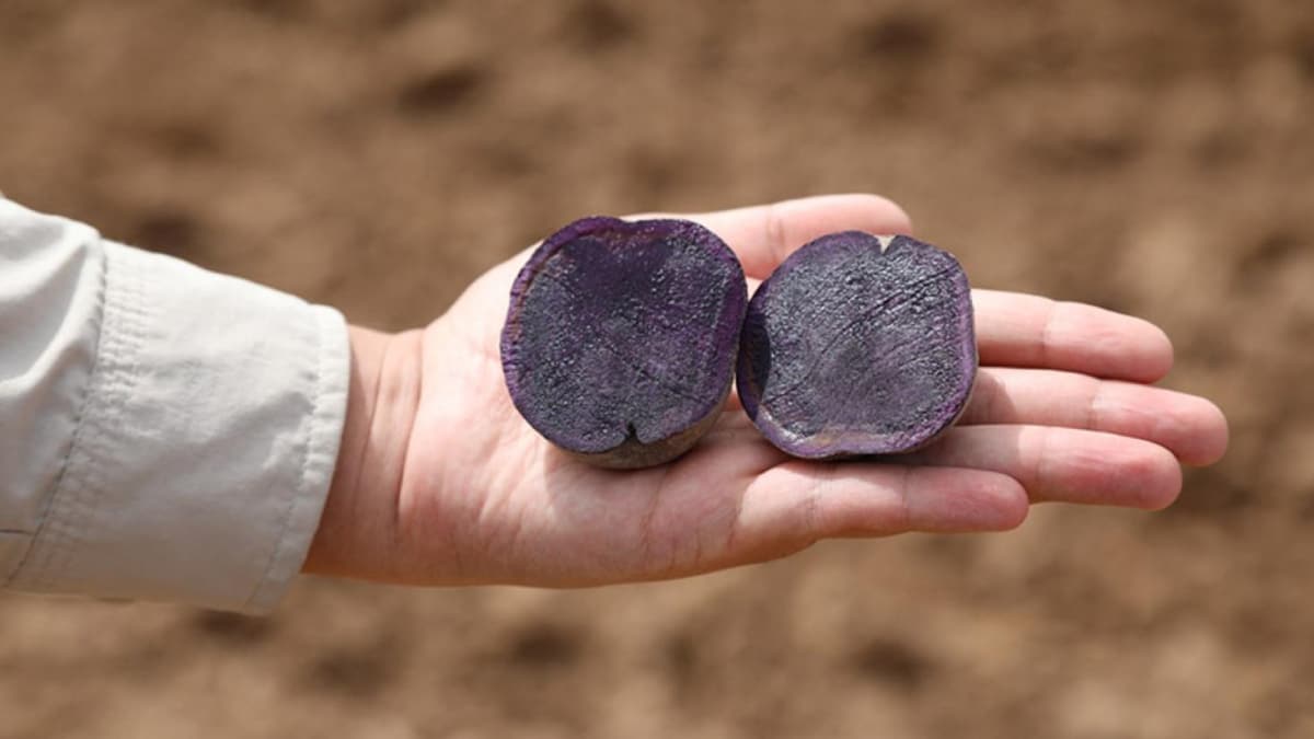 Sivas'ta mor patates ekimi yap�ld�