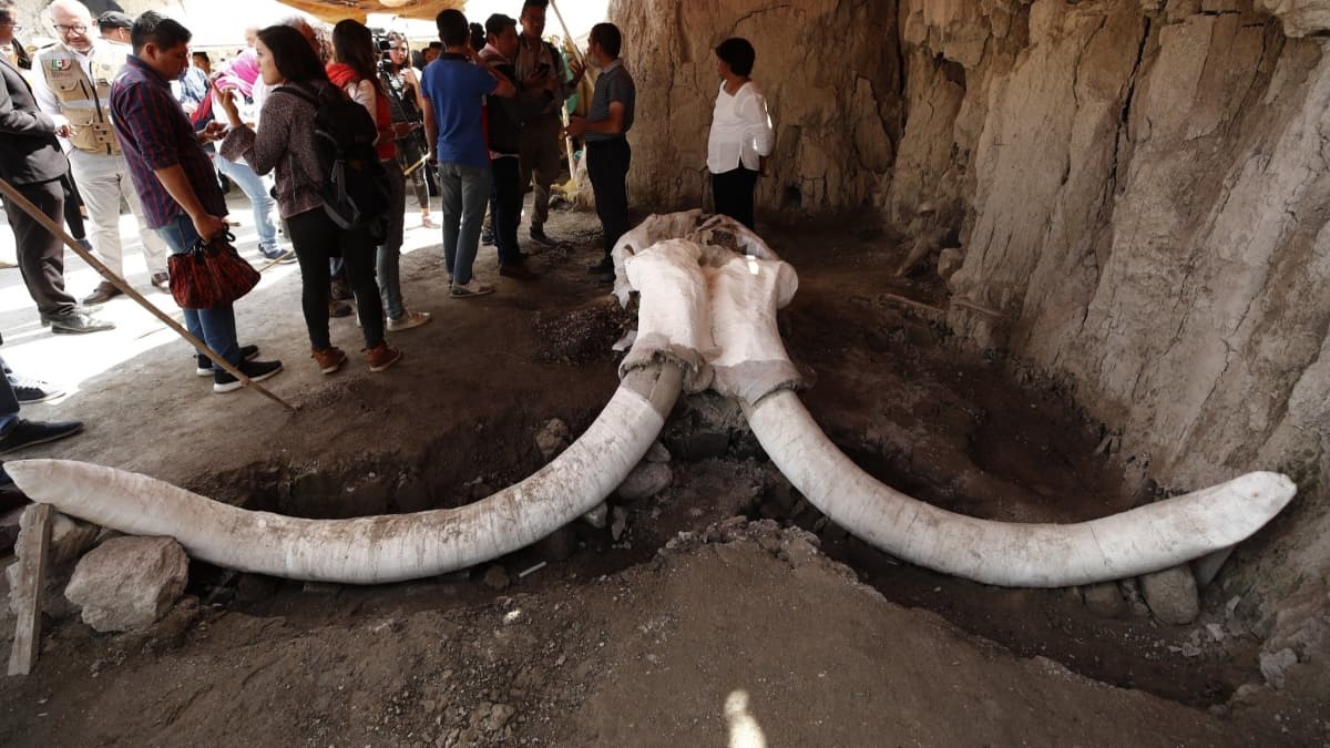 Meksika'da yeni keif: Havaliman inaatnda mamut kalntlar bulundu