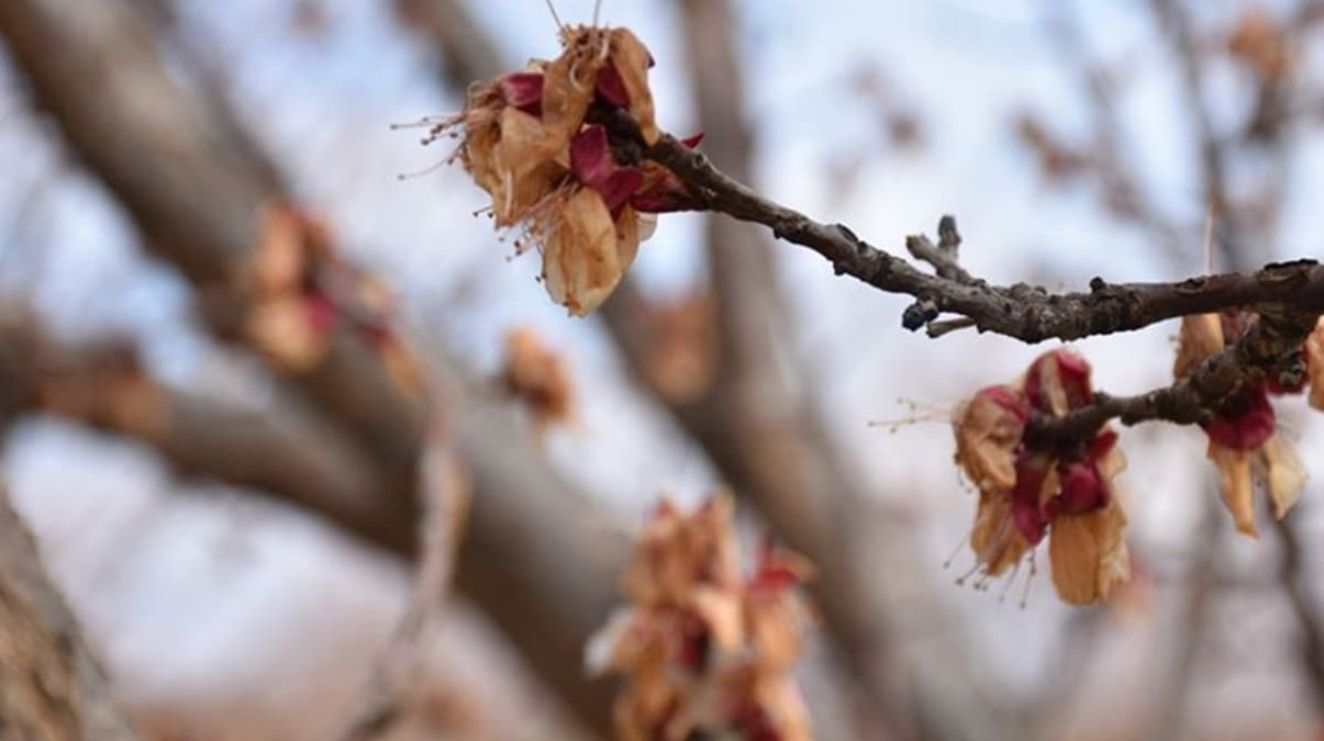 Afyonkarahisar'da baz� meyve sebzeler zirai dondan etkilendi