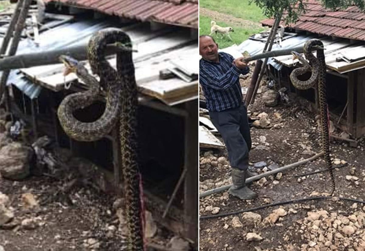 K�mesten ��kan 2,5 metrelik y�lan korkuttu