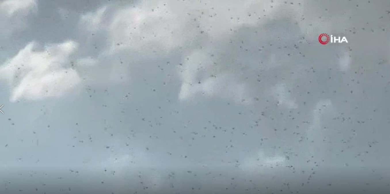 G�kten �ekirge ya�d�: �stila ettiler