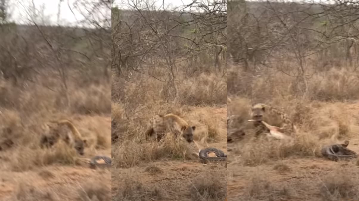 �nan�lmaz g�r�nt�! Dev pitonun av�n� b�yle �ald�