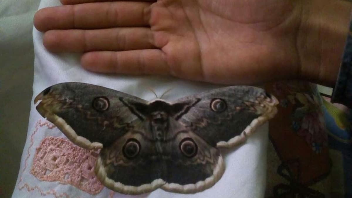 Kanat akl 16 santimetre olan kelebek, grenleri hayran brakt
