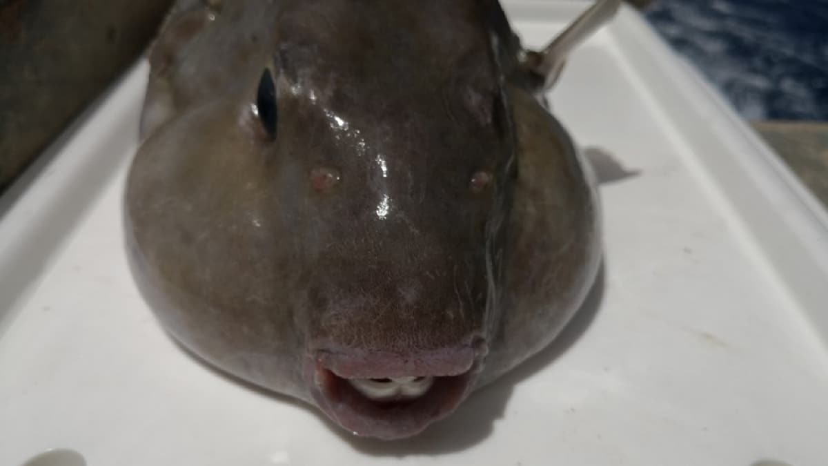 �ld�r�c� balon bal��� tehlikesi Akdeniz'de!