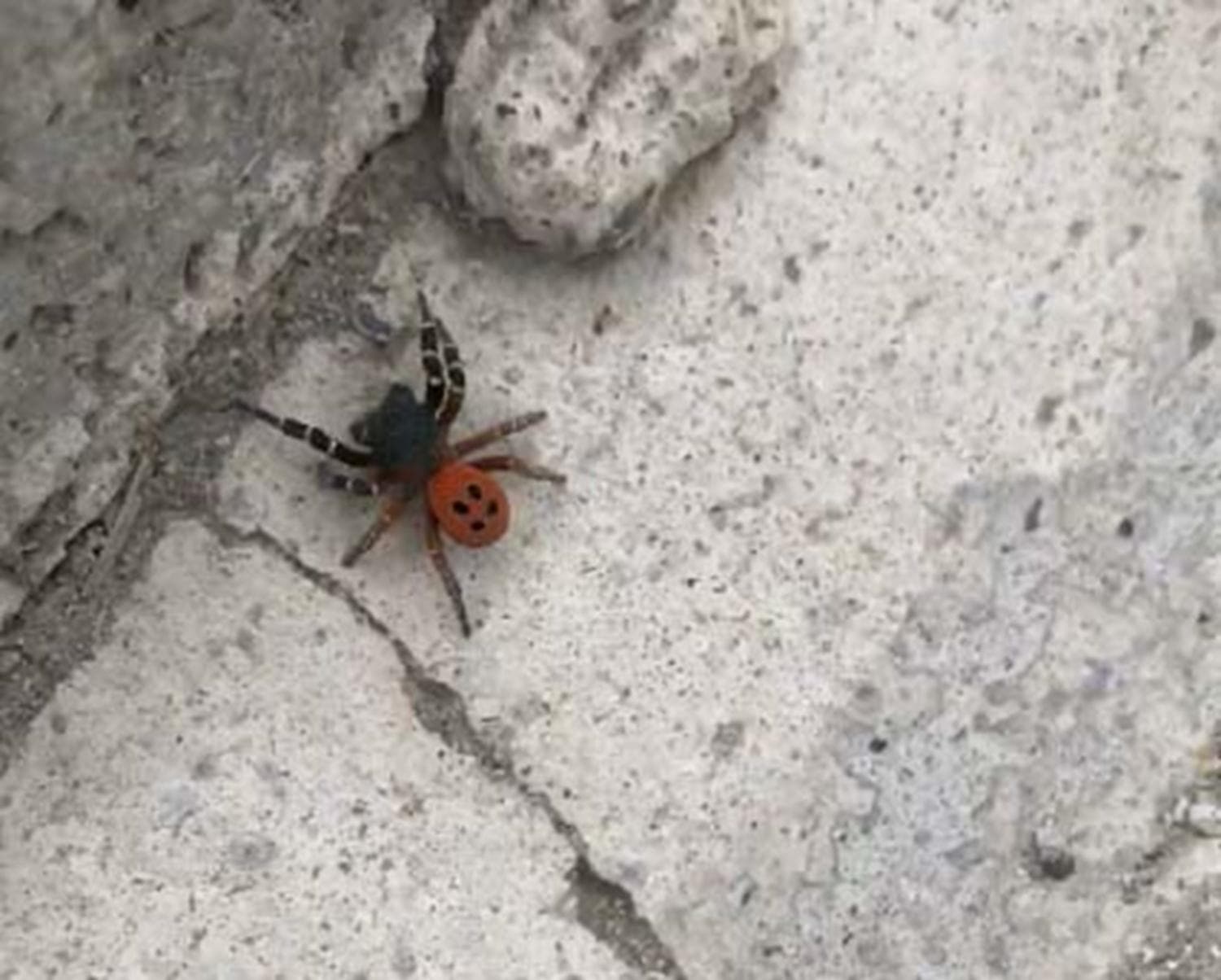 Ankara'da '�r�mcek' pani�i: ��plak elle dokunmay�n uyar�s�