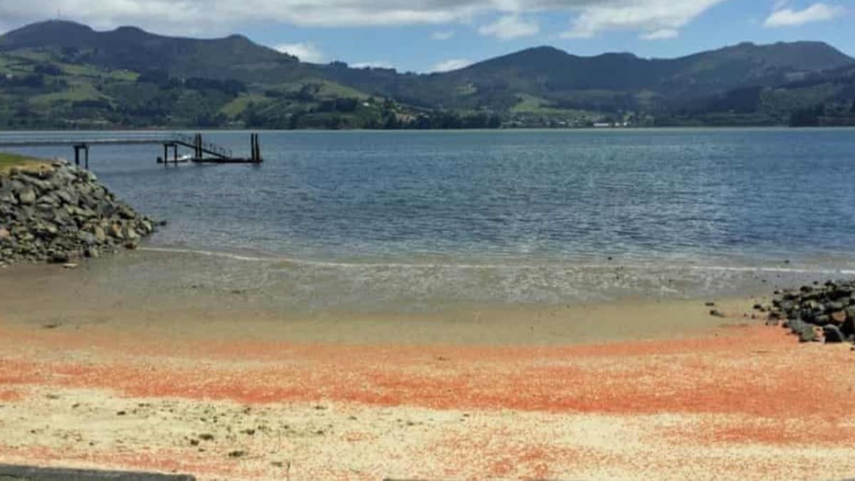 Yeni Zelanda'da milyonlarca l stakoz, kumsal adeta krmzya boyad