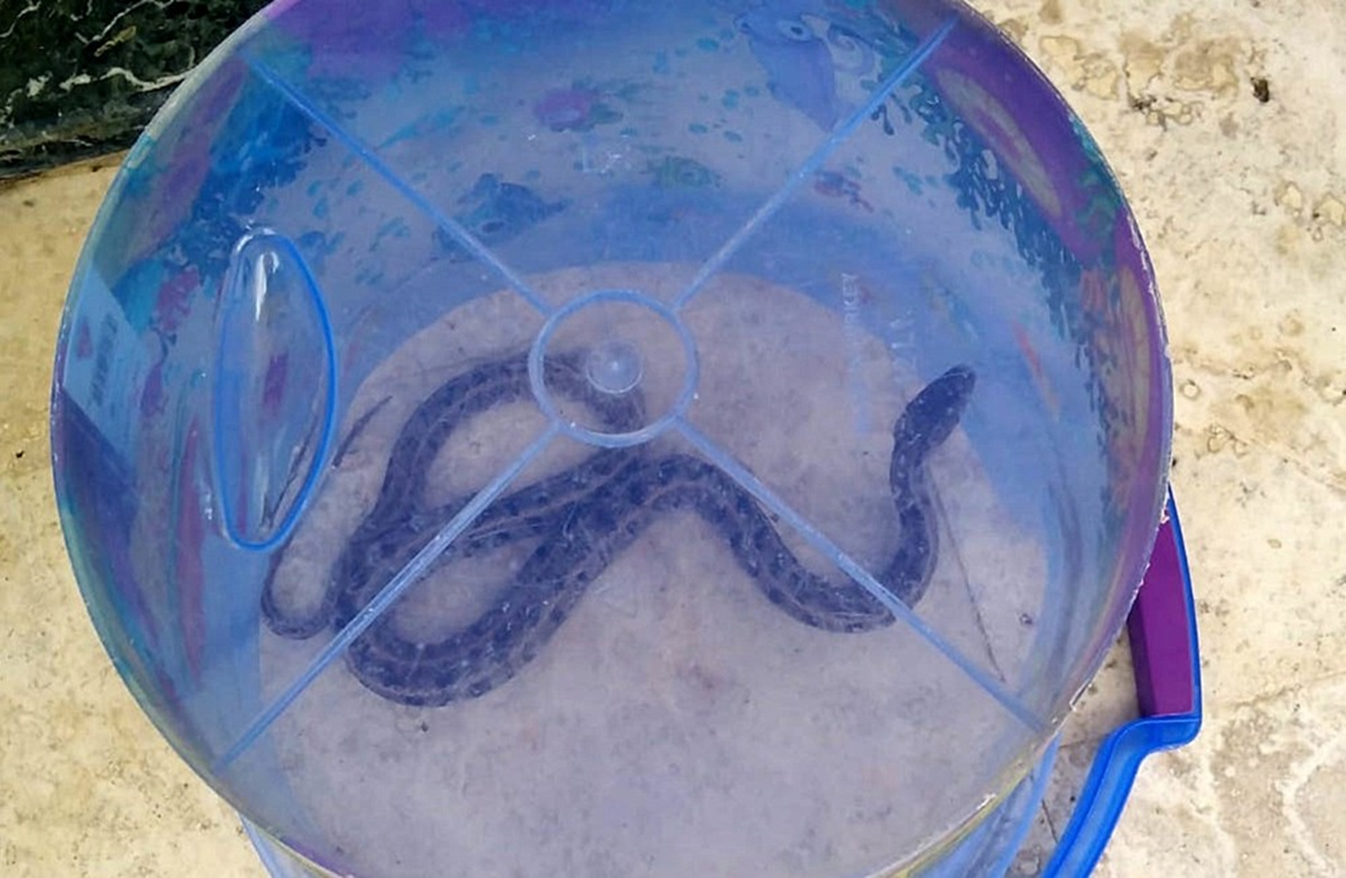 1.5 metrelik engerek y�lan� '�oko' sayesinde yakaland�