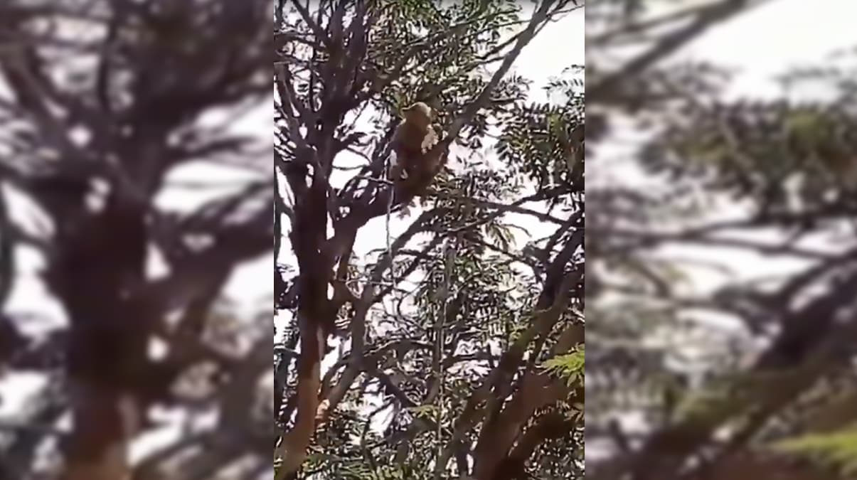 nanlmaz olay! Maymunlar salk grevlisine saldrp kan rneklerini ald