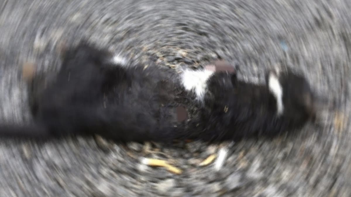 Bolu'da patileri ve kuyruu kesik l kedi bulundu