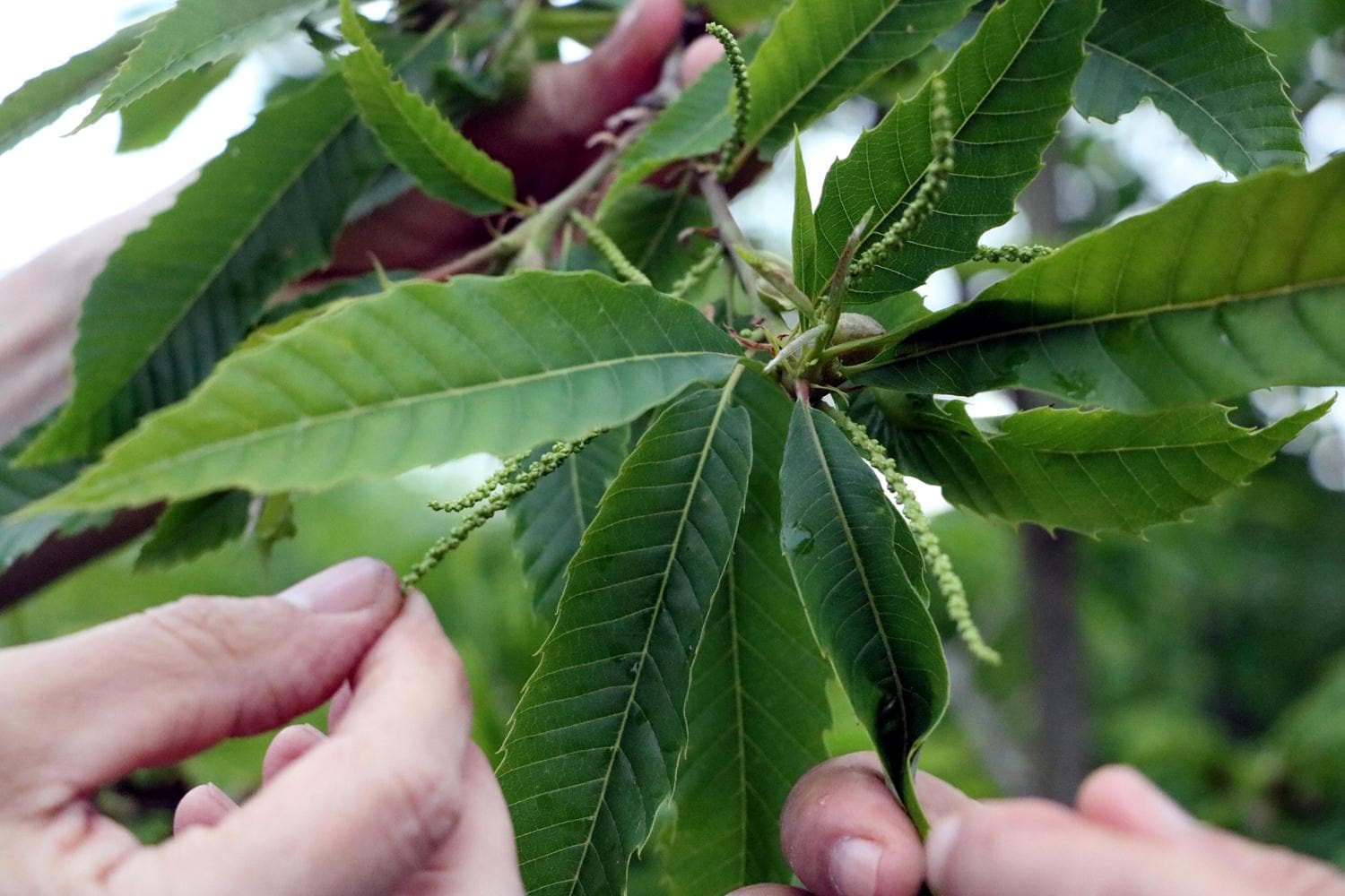 'Katil' gal ar�s�, Zonguldak'ta da g�r�ld�