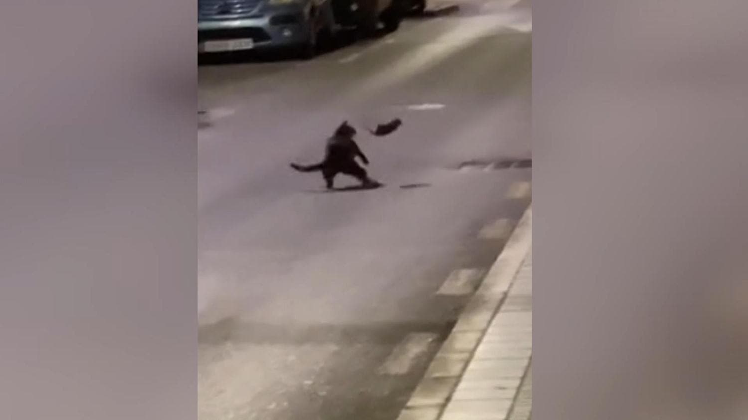 �spanya'da kedi ile farenin kavgas� saniye saniye g�r�nt�lendi