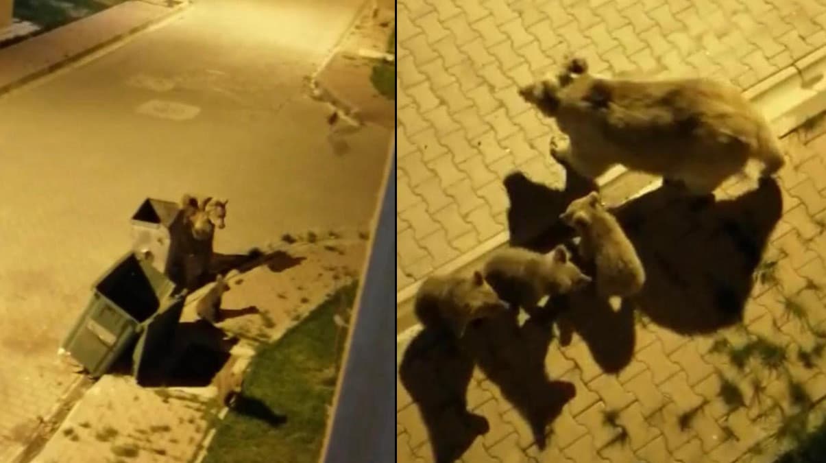 A� kalan ay� ve yavrular� �ehre indi!