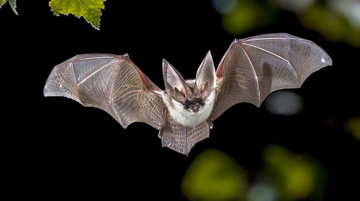 Yarasa uzman� T�rk biyolog uyard�: �ld�rmeyin! Sonu�lar� a��r olur