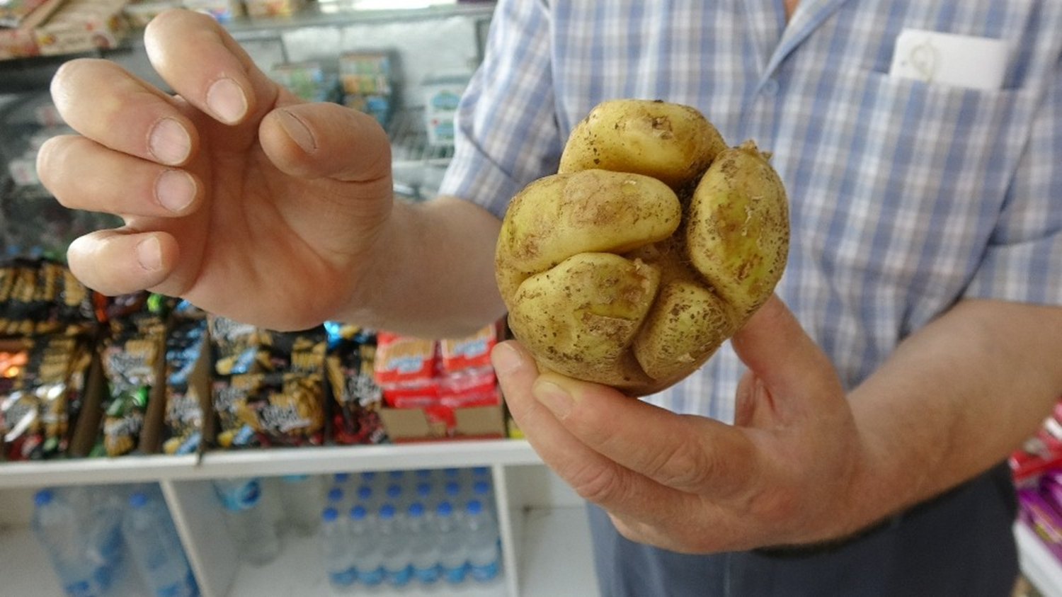 Yumruk �eklinde 'patates' g�renleri hayrete d���rd�