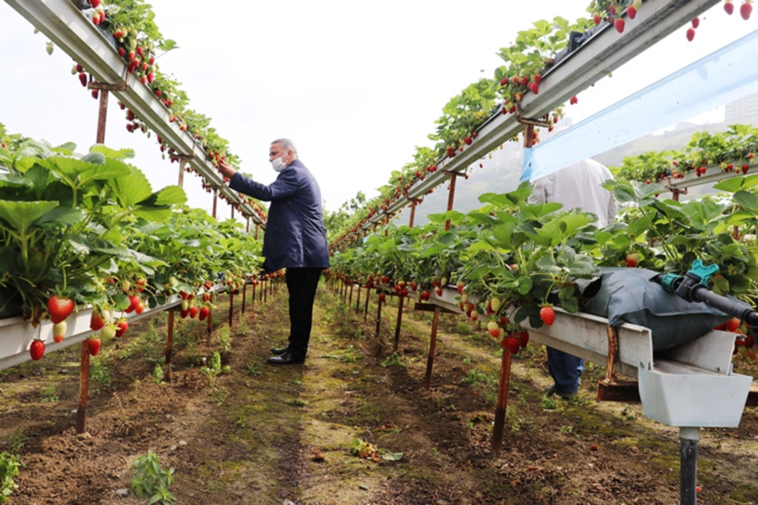 Topraks�z �ilek tar�m�yla birim alandan kazanc�n� d�rde katlad�