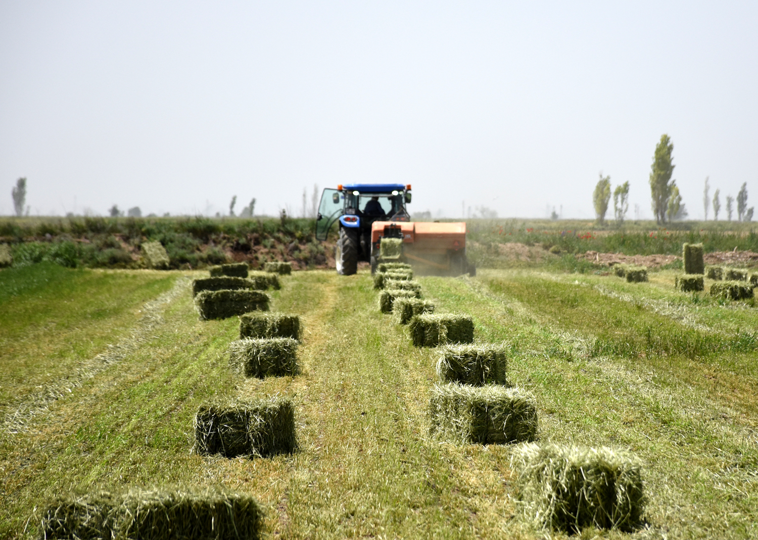 Yerli ve milli tohumla �retiliyor, verimi art�yor