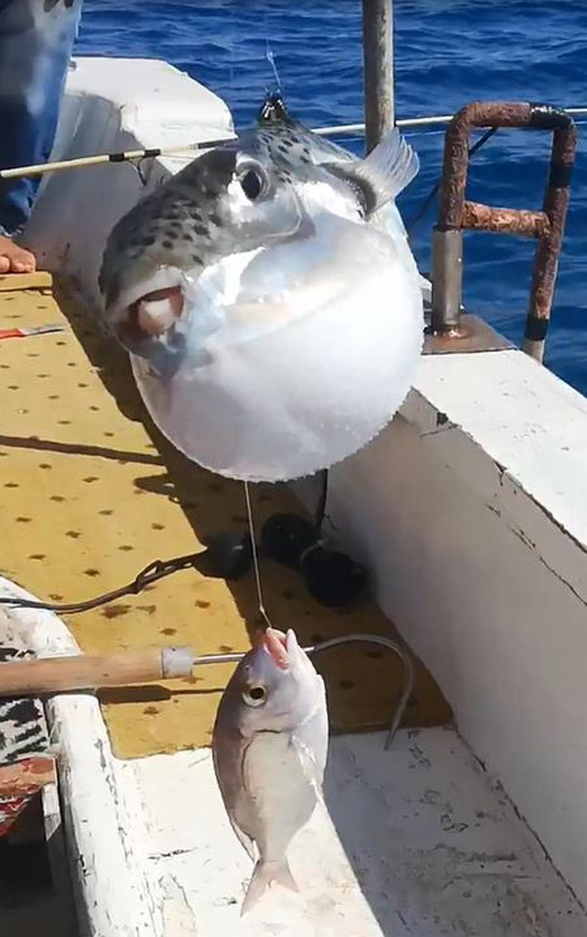 50 cm boyunda, tam 4 kg! G�r�nt�s� ve ��kard��� sesle �rk�tt�