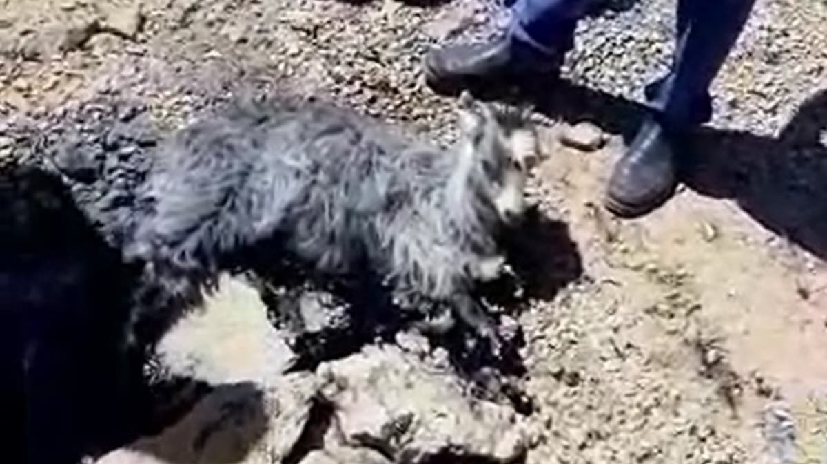 Antalya'da eriyen zift tabakasna yapan yavru keiyi vatandalar kurtard 