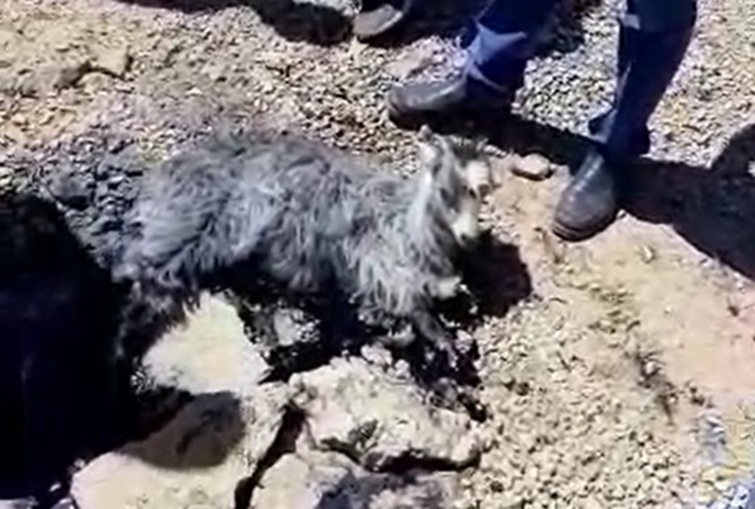 Eriyen zift tabakas�na yap��t�! Vatanda�lar seferber oldu