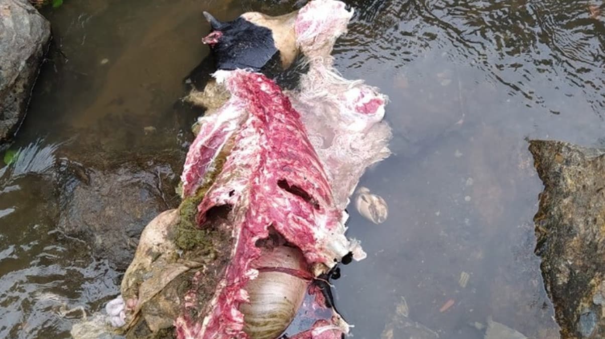 A� kurtlar par�alad�: Geriye kafas� ile iskeleti kald�